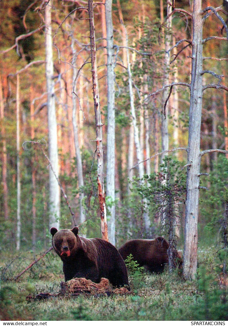 BEAR Animals Vintage Postcard CPSM #PBS103.GB - Ours