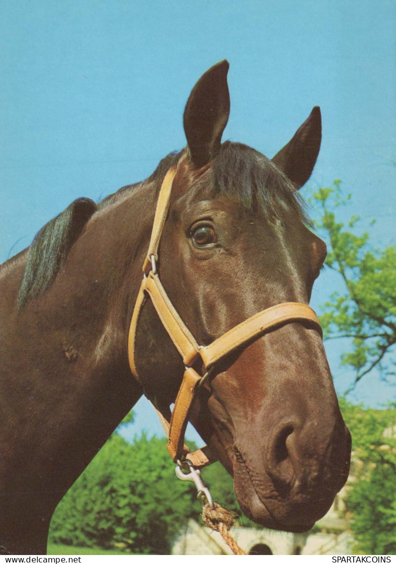 HORSE Animals Vintage Postcard CPSM #PBR888.GB - Horses