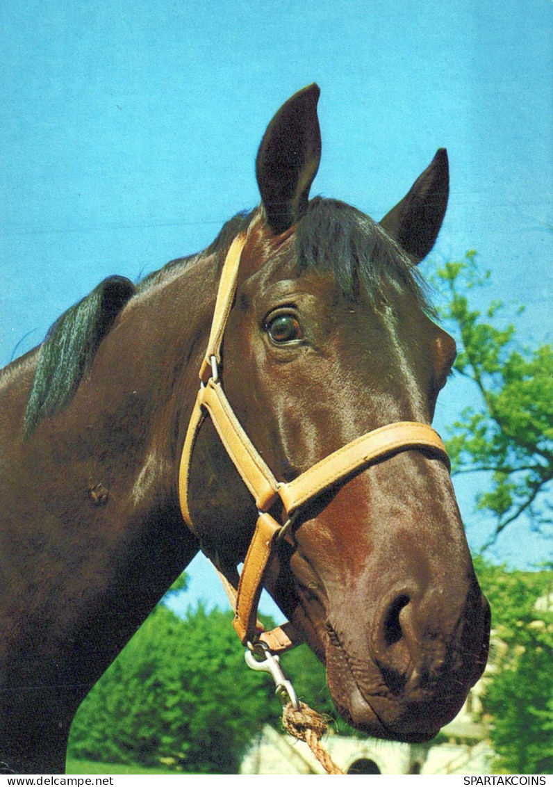 HORSE Animals Vintage Postcard CPSM #PBR888.GB - Pferde