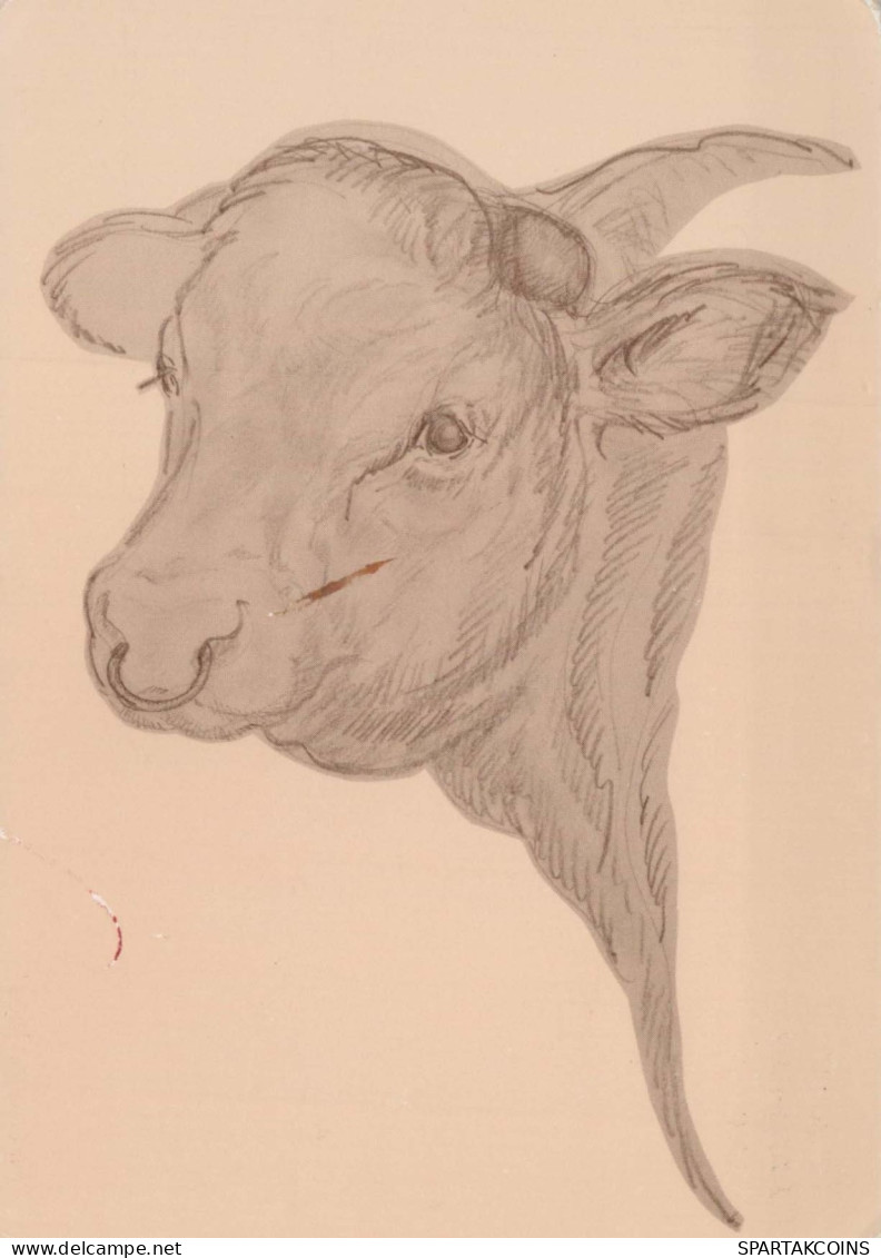 COW Animals Vintage Postcard CPSM #PBR814.GB - Cows