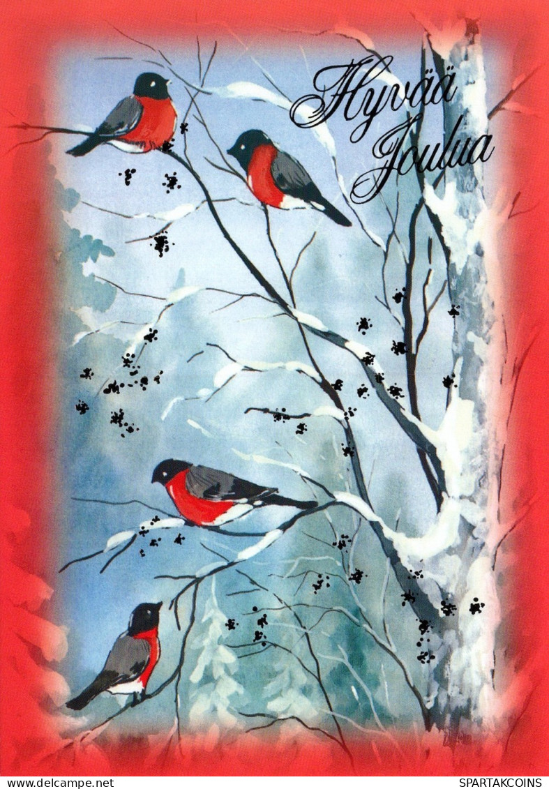 BIRD Animals Vintage Postcard CPSM #PAM750.GB - Vogels