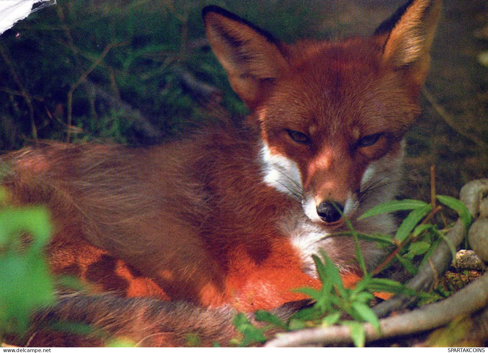 FOX Animale Vintage Cartolina CPSM #PBS806.IT - Sonstige & Ohne Zuordnung