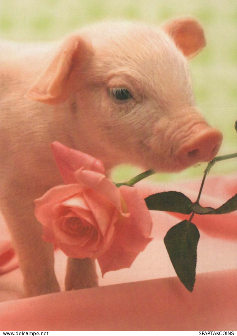 MAIALE Animale Vintage Cartolina CPSM #PBR756.IT - Schweine