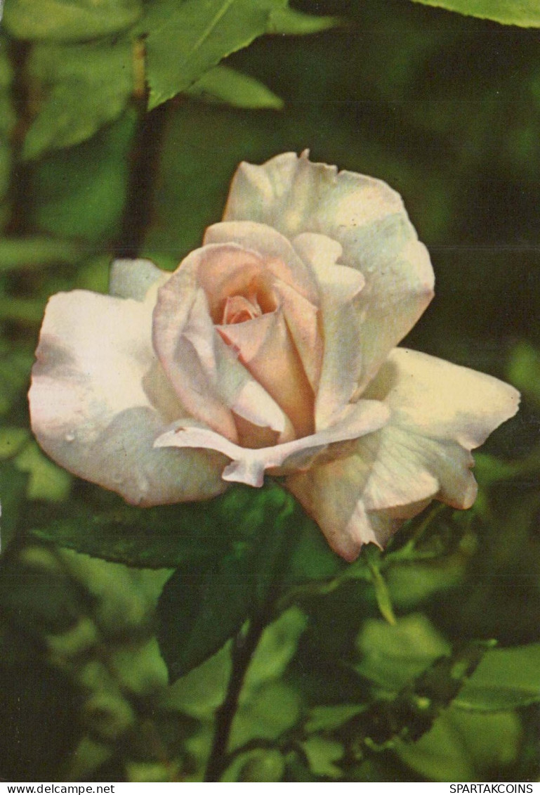 FIORI Vintage Cartolina CPSM #PAS346.IT - Flowers