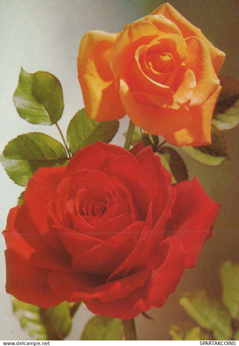 FIORI Vintage Cartolina CPSM #PAS166.IT - Flowers