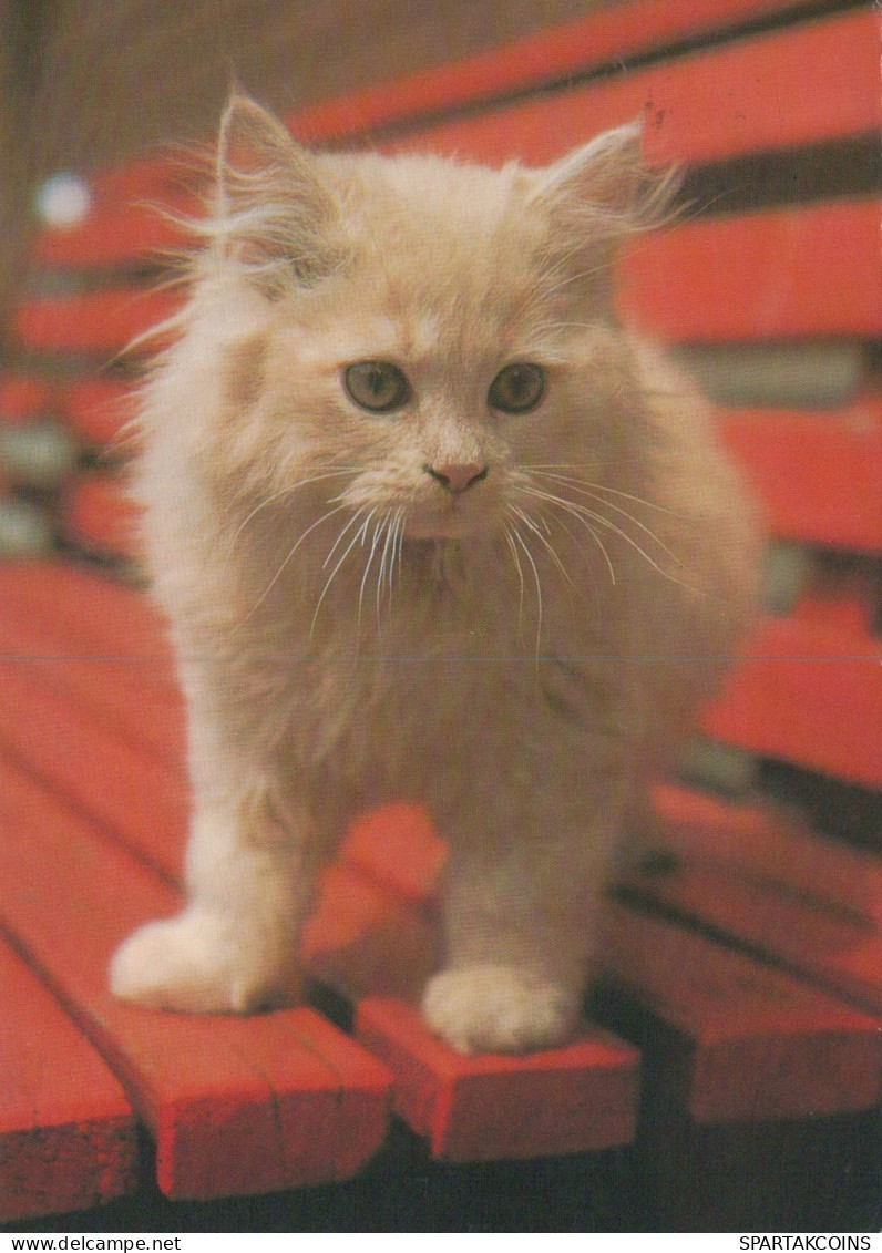 GATTO KITTY Animale Vintage Cartolina CPSM #PAM125.IT - Gatti