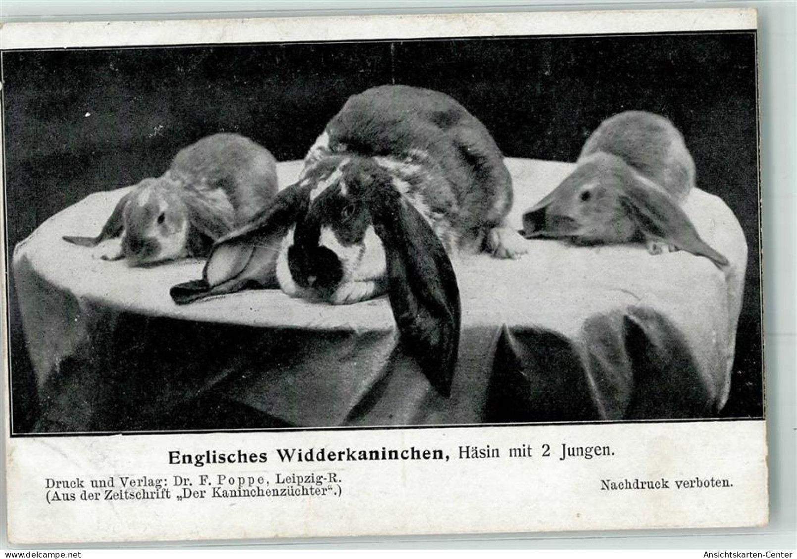 13272406 - Englisches Widderkaninchen Mit Jungen Zeitschirft Der Kaninchenzuechter - Altri & Non Classificati