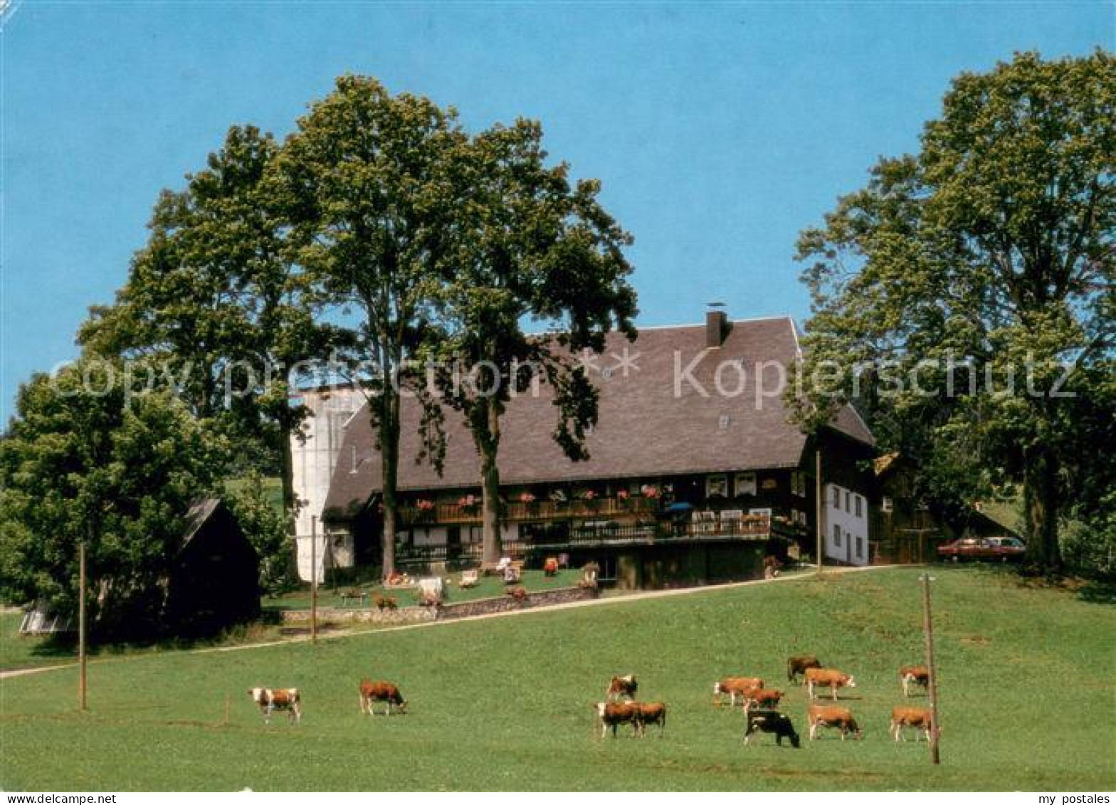 73636782 Titisee Deisenhof Urlaub Auf Dem Bauernhof Viehweide Kuehe Titisee - Titisee-Neustadt