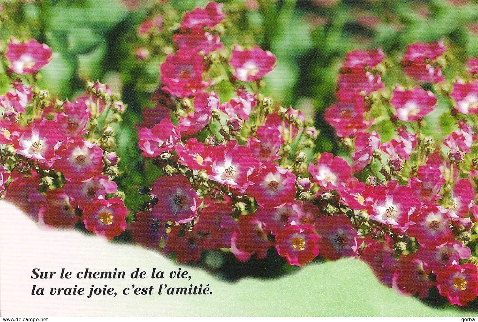 *CPM - Sur Le Chemin De La Vie, La Vraie Joie, C'est L'amitié - Fleurs - Filosofie