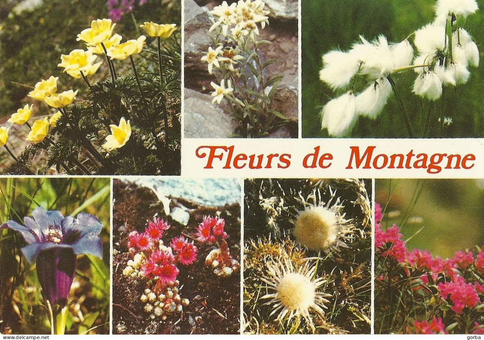 *CPM - Fleurs De Montagne - Multivues - Andere & Zonder Classificatie