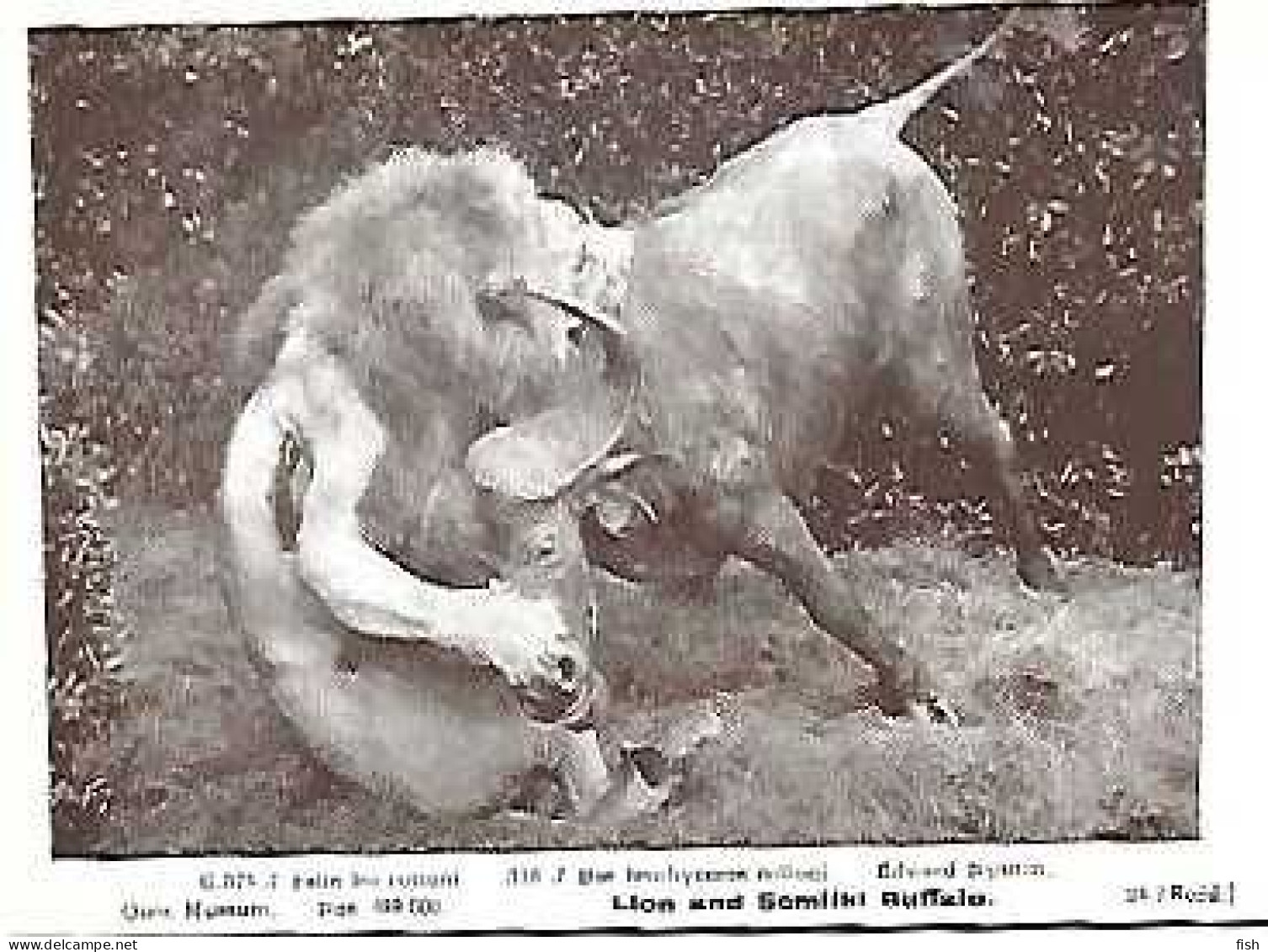 England ** & Postal, Quex Museum, Lion And Semilki Buffalo, Ed. Edward Nyanza (374) - Musées