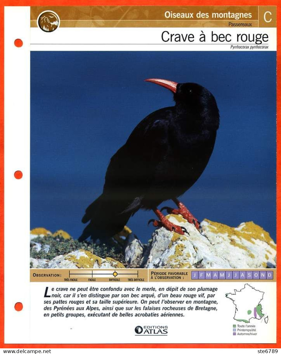 CRAVE A BEC ROUGE Oiseau Illustrée Documentée  Animaux Oiseaux Fiche Dépliante - Animales