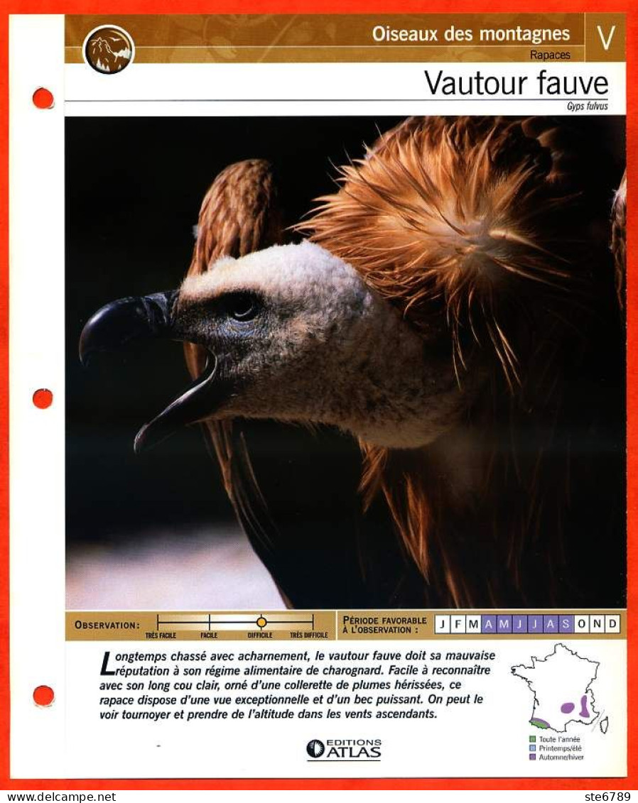 VAUTOUR FAUVE Oiseau Illustrée Documentée  Animaux Oiseaux Fiche Dépliante Animal - Dieren