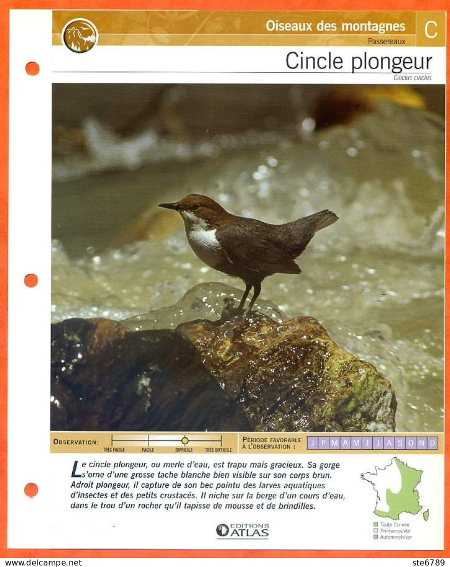 CINCLE PLONGEUR Oiseau Illustrée Documentée  Animaux Oiseaux Fiche Dépliante - Tiere