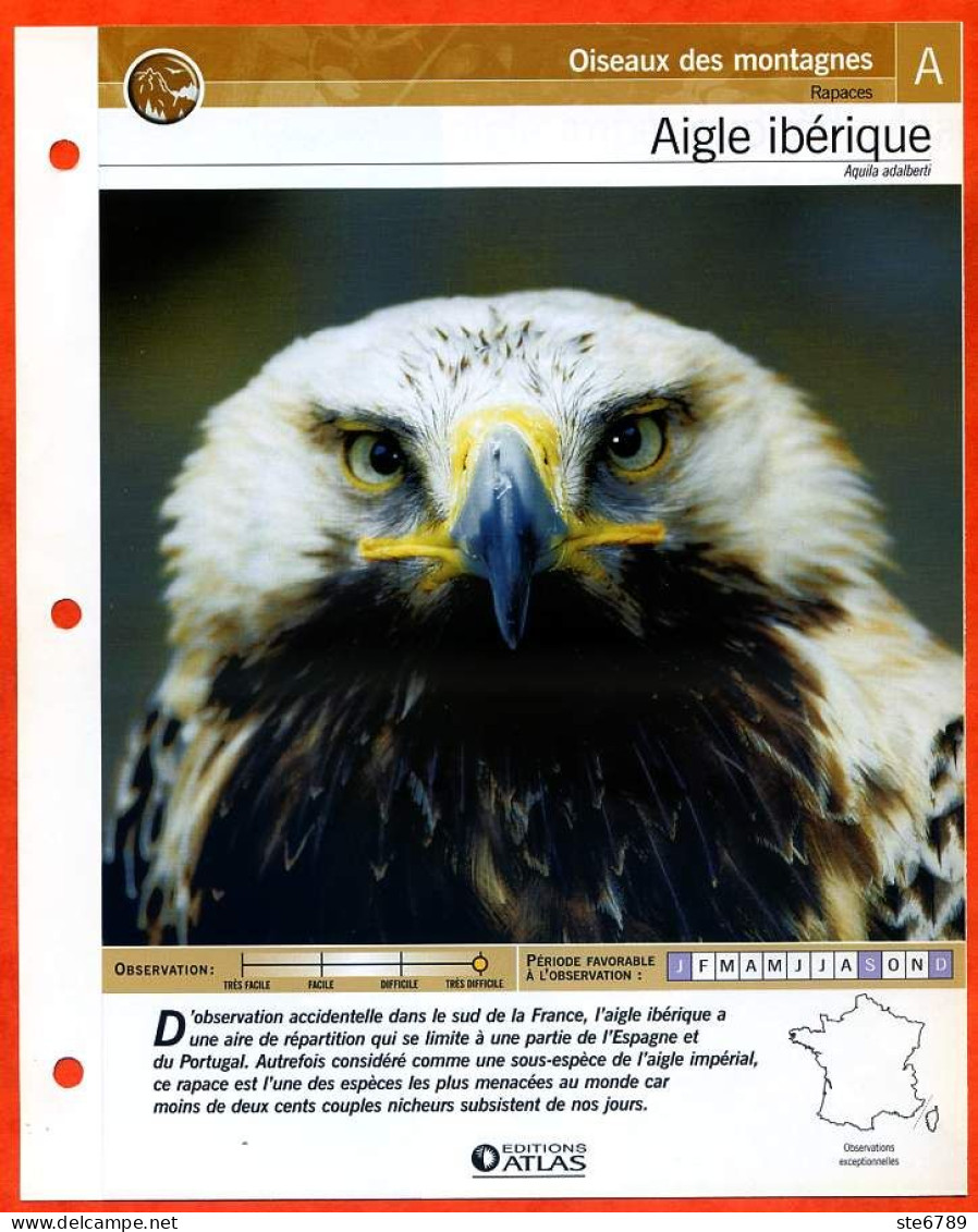 AIGLE IBERIQUE Oiseau Illustrée Documentée  Animaux Oiseaux Fiche Dépliante - Animales