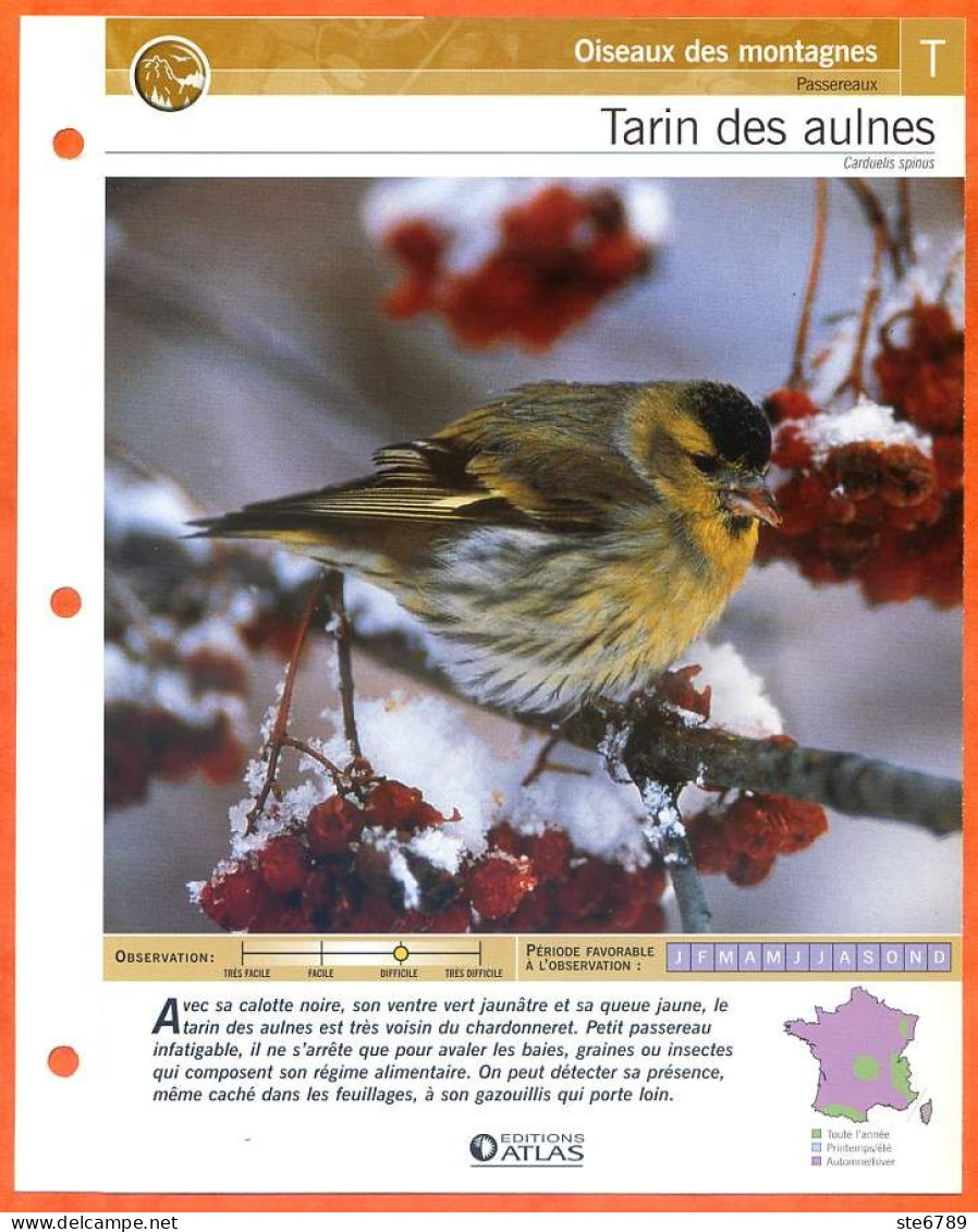 TARIN DES AULNES Oiseau Illustrée Documentée  Animaux Oiseaux Fiche Dépliante - Tiere