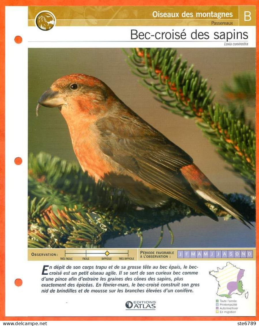 BEC CROISE DES SAPINS Oiseau Illustrée Documentée  Animaux Oiseaux Fiche Dépliante - Tiere