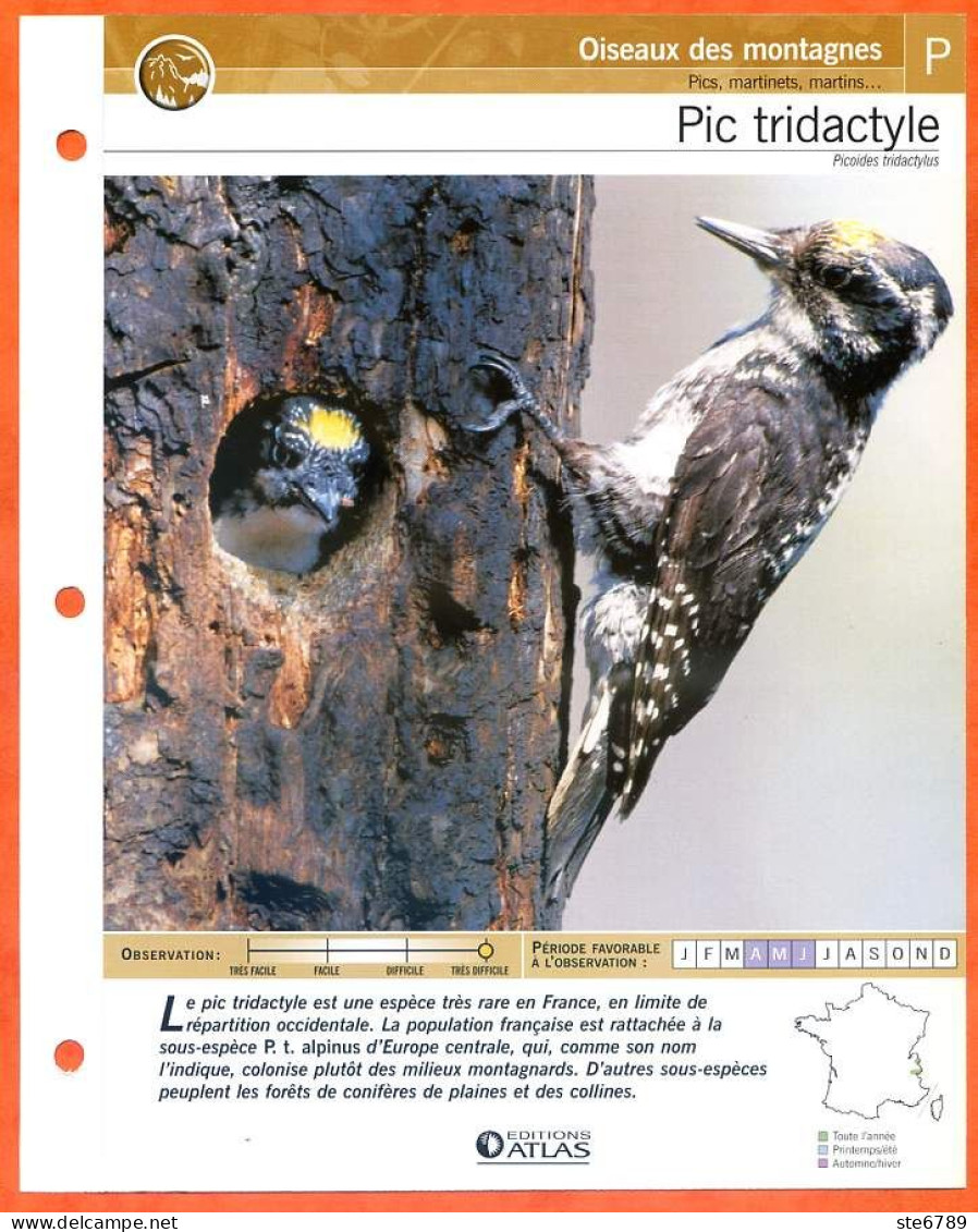 PIC TRIDACTYLE Oiseau Illustrée Documentée  Animaux Oiseaux Fiche Dépliante - Animales