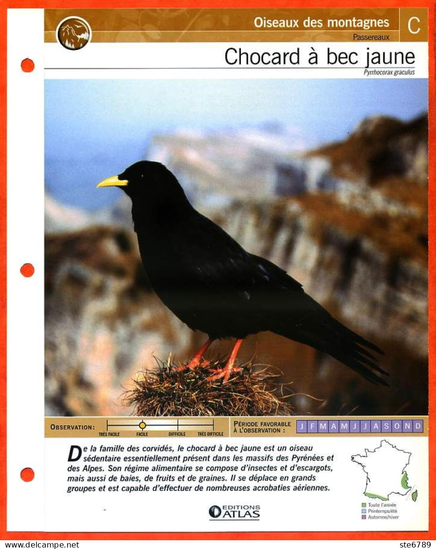CHOCARD A BEC JAUNE Oiseau Illustrée Documentée  Animaux Oiseaux Fiche Dépliante - Tiere