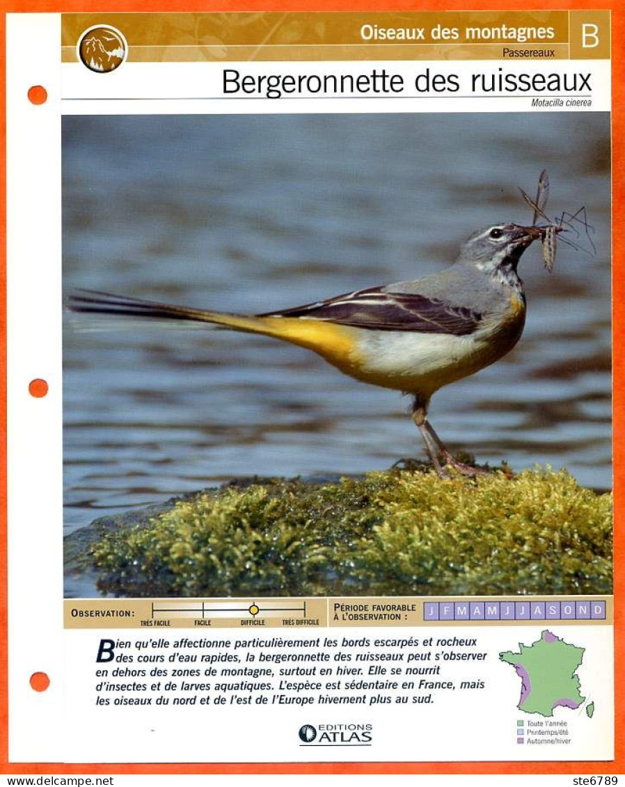 BERGERONNETTE DES RUISSEAUX Oiseau Illustrée Documentée  Animaux Oiseaux Fiche Dépliante - Animales