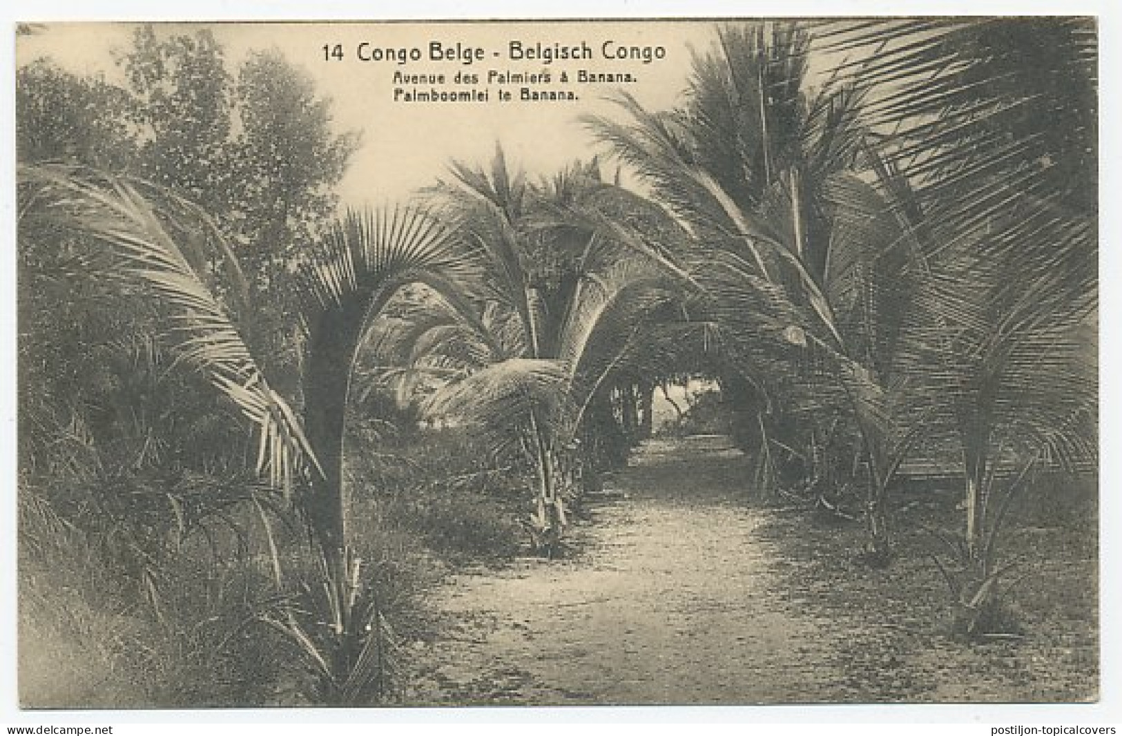 Postal Stationery Belgian Congo Palm Tree - Banana - Bomen