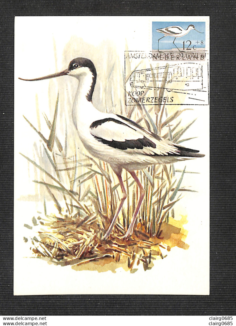 PAYS-BAS - NEDERLAND - Carte MAXIMUM 1961 - KLUUT - Pied Avocet - Maximumkaarten