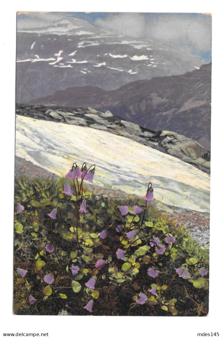 Austria Alpen Flora Soldanella Otto Haus Handstamp Nenke Ostermaier Nr. 524 Postcard - Bloemen