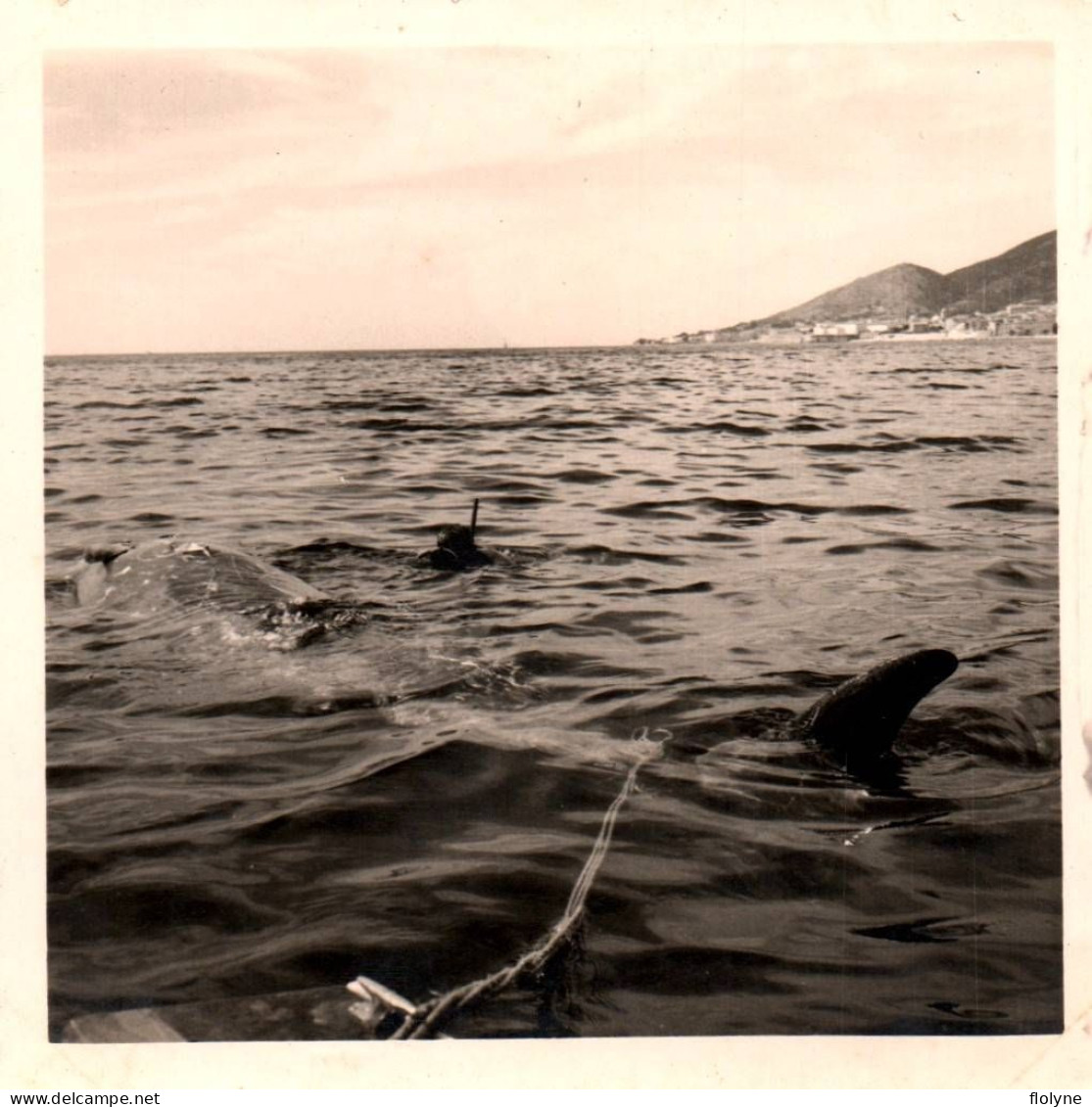 Requin ? Baleine ? Dauphin ? - Photo Ancienne Originale - Plongeur Et Animal - 9x9 Cm - Fische Und Schaltiere