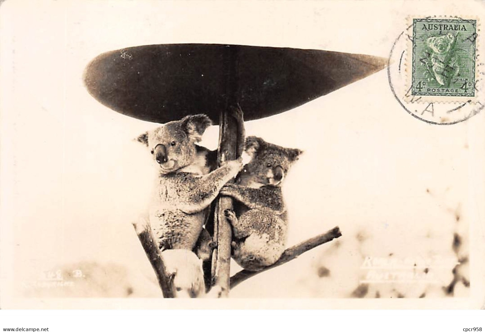 AUSTRALIE .CARTE MAXIMUM. N°207770. 1938. Cachet ? . Koala - Maximum Cards