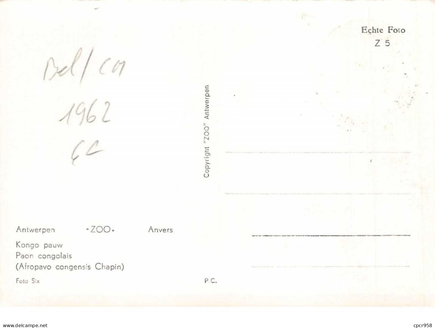 1962 .carte Maximum .belgique .102684 .paon Congolais .zoo .cachet Antwerpen . - 1961-1970