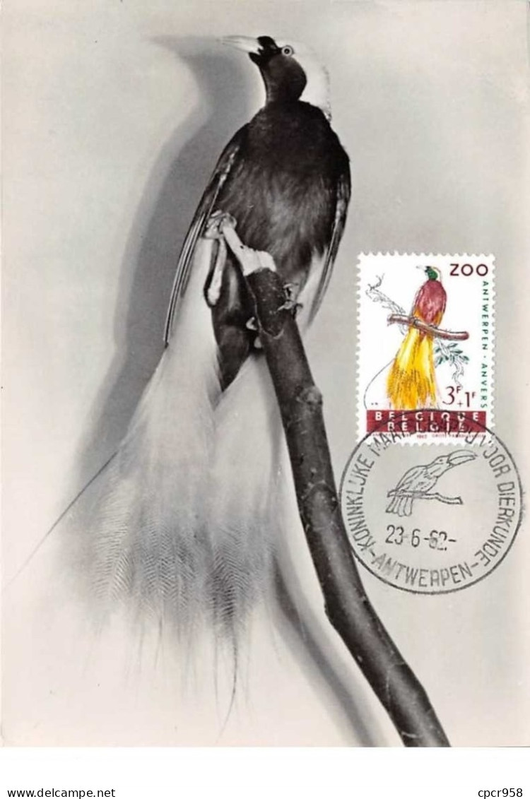 1962 .carte Maximum .belgique .102681 .grand Paradisier .zoo .cachet Antwerpen . - 1961-1970