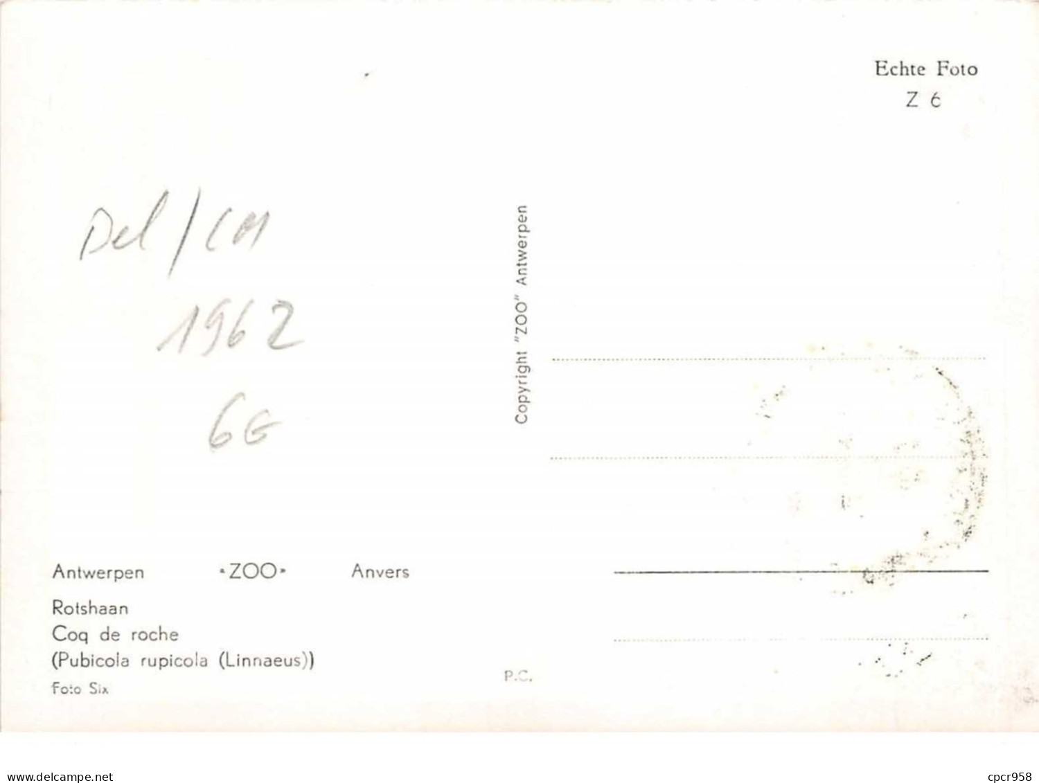 1962 .carte Maximum .belgique .102683 .coq De Roche .zoo .cachet Antwerpen . - 1961-1970