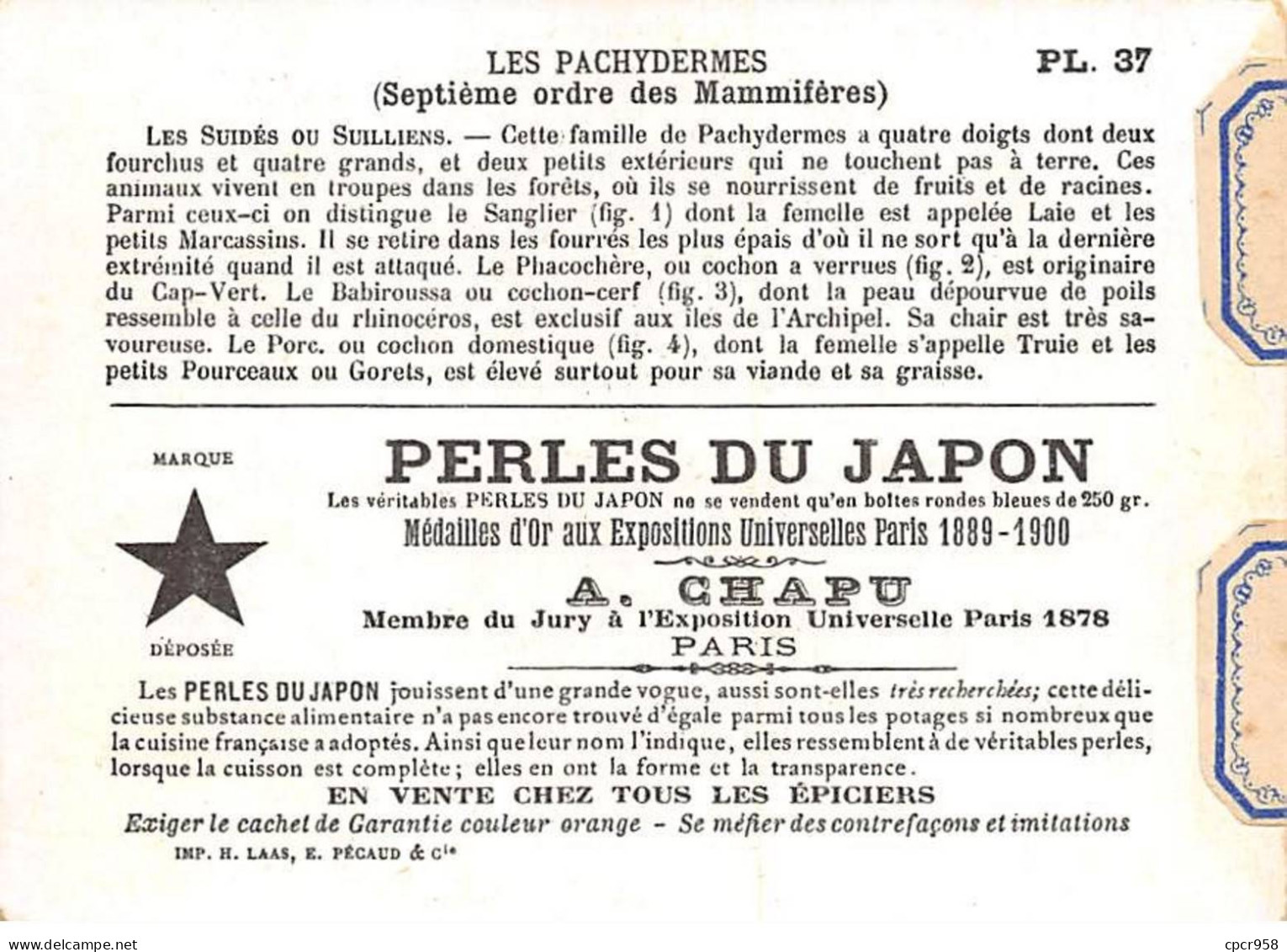 Chromos -COR12405 - Perles Du Japon - Les Pachydermes - Sanglier - Phacochère - Cochon-cerf - Porc - 8x11cm Env. - Sonstige & Ohne Zuordnung