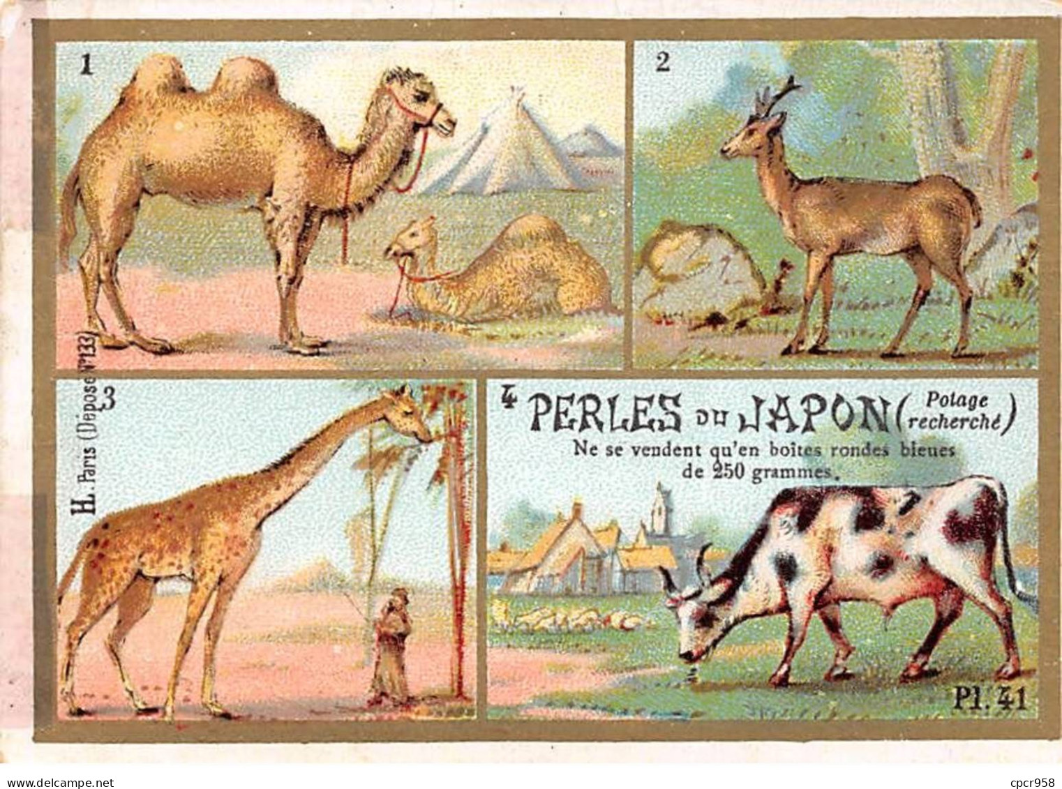 Chromos -COR12400 - Perles Du Japon - Les Ruminants- Caméliens - Elaphiens - Camélopardiens- Tauriens - 8x11cm Env. - Autres & Non Classés