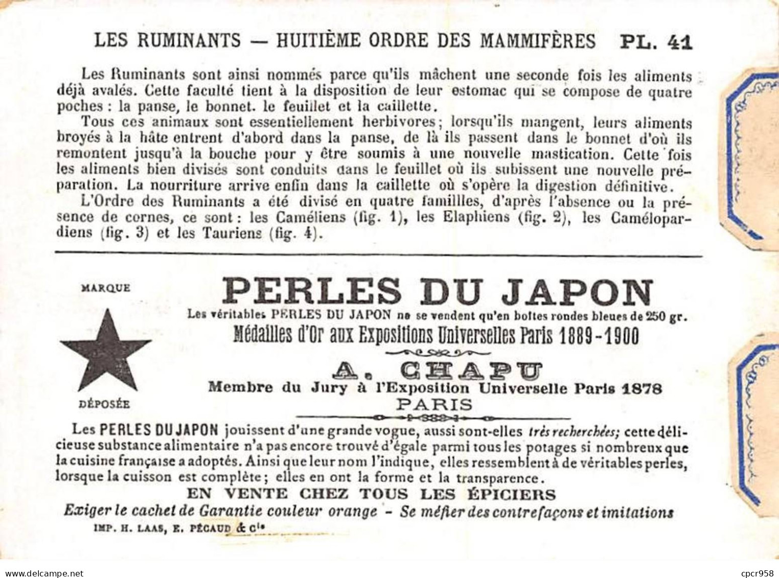 Chromos -COR12400 - Perles Du Japon - Les Ruminants- Caméliens - Elaphiens - Camélopardiens- Tauriens - 8x11cm Env. - Sonstige & Ohne Zuordnung