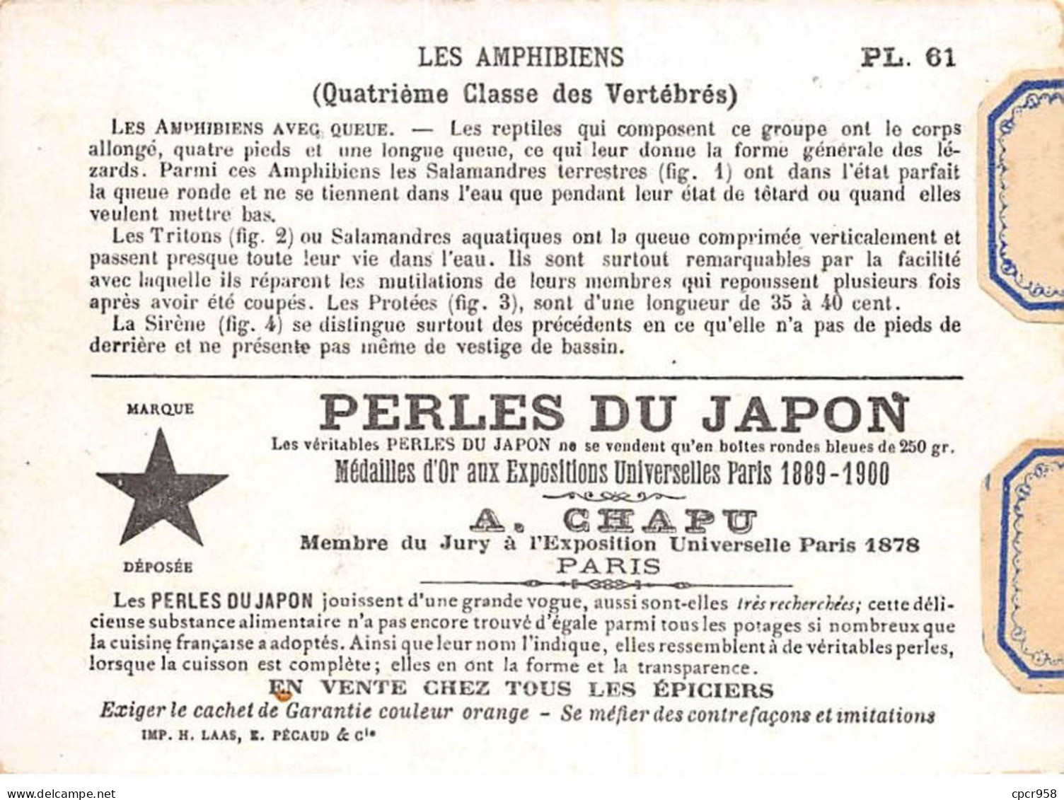 Chromos -COR12397 - Perles Du Japon - Les Amphibiens - Salamandres - Tritons - Protées - Sirène - 8x11cm Env. - Autres & Non Classés