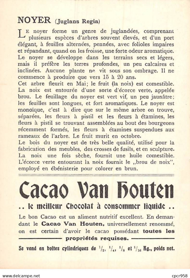 CHROMOS.AM22729.Cacao Van Houten.10x14 Cm Env.Noyer (Juglans Regia).Rameau à Fleur Femelle.Fruit.Chaton Mâle - Van Houten