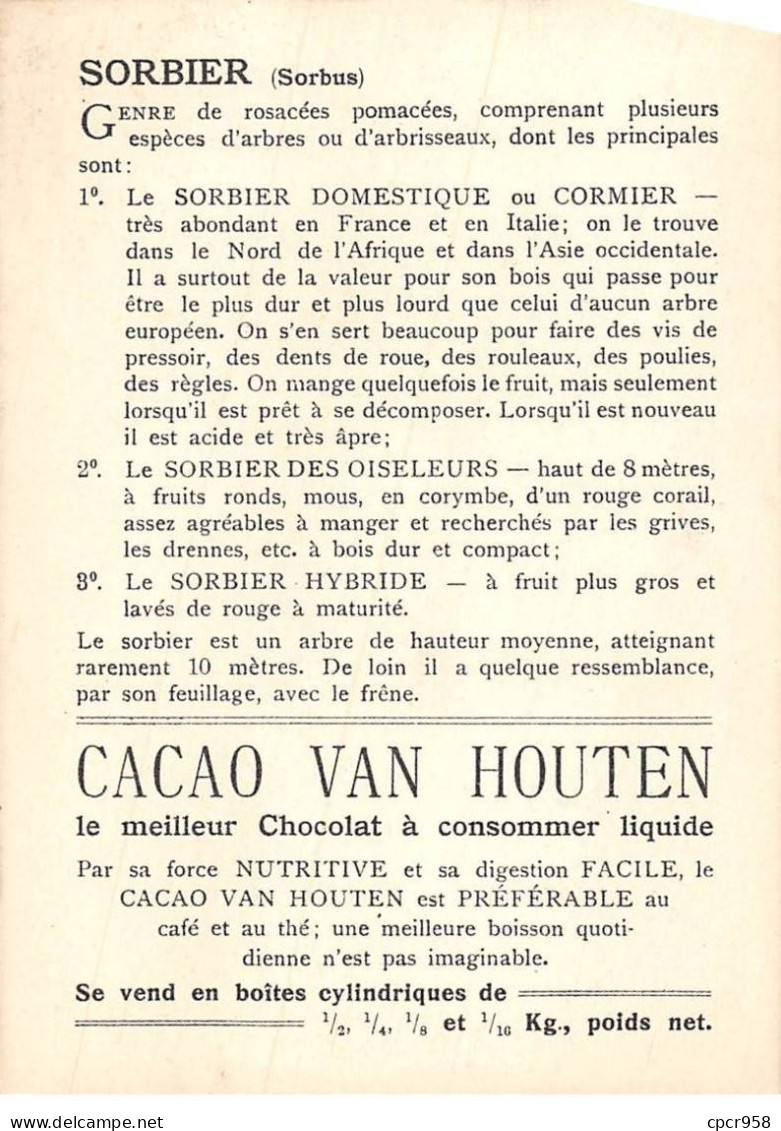 CHROMOS.AM22728.Cacao Van Houten.10x14 Cm Env.Sorbier (Sorbus Aucuparia).Feuille Et Fleurs.Corymbe En Fruits - Van Houten