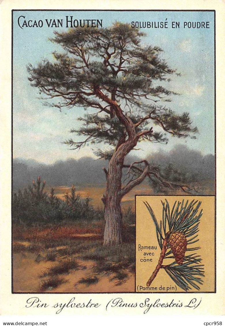 CHROMOS.AM22722.Cacao Van Houten.10x14 Cm Env.Pin Sylvestre (Pinus Sylvestris).Rameau Avec Cône.Pomme De Pin - Van Houten