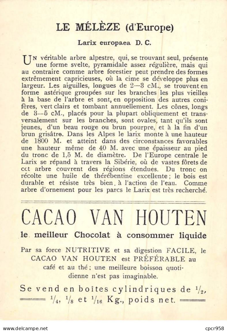 CHROMOS.AM22719.Cacao Van Houten.10x14 Cm Env.Mélèze (Larix Europaea).Rameau Avec Fruit (cônes) - Van Houten