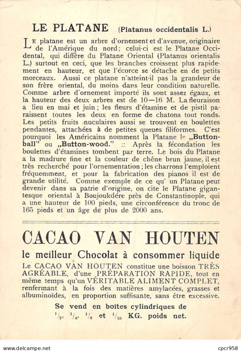 CHROMOS.AM22720.Cacao Van Houten.10x14 Cm Env.Platane (Platanus Occidentalis).Feuille Et Fruits - Van Houten
