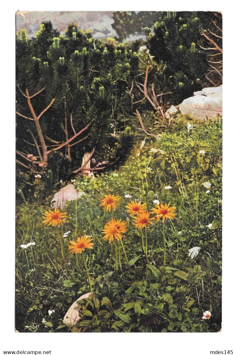 Alpen Flora Leopards Bane Germany Otto Haus Nenke Ostermaier Serie 522 Nr 939 Postcard - Bloemen