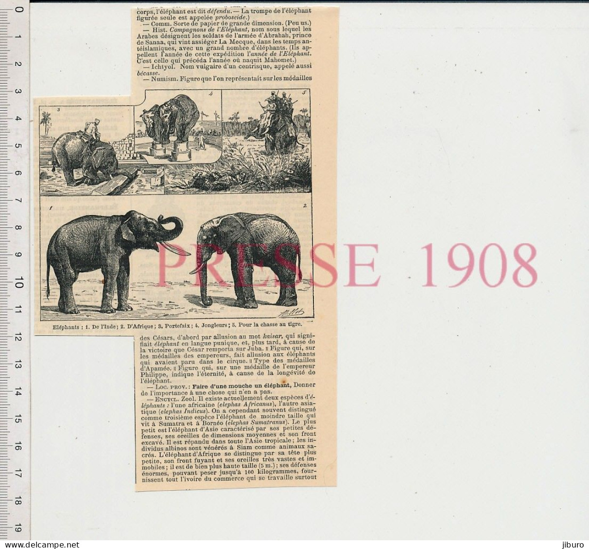 3vues 1908 Eléphants  Animal éléphant Pour Chasse Au Tigre Ordre De L'éléphant Danemark + Siam Ordre De L'éléphant Blanc - Andere & Zonder Classificatie