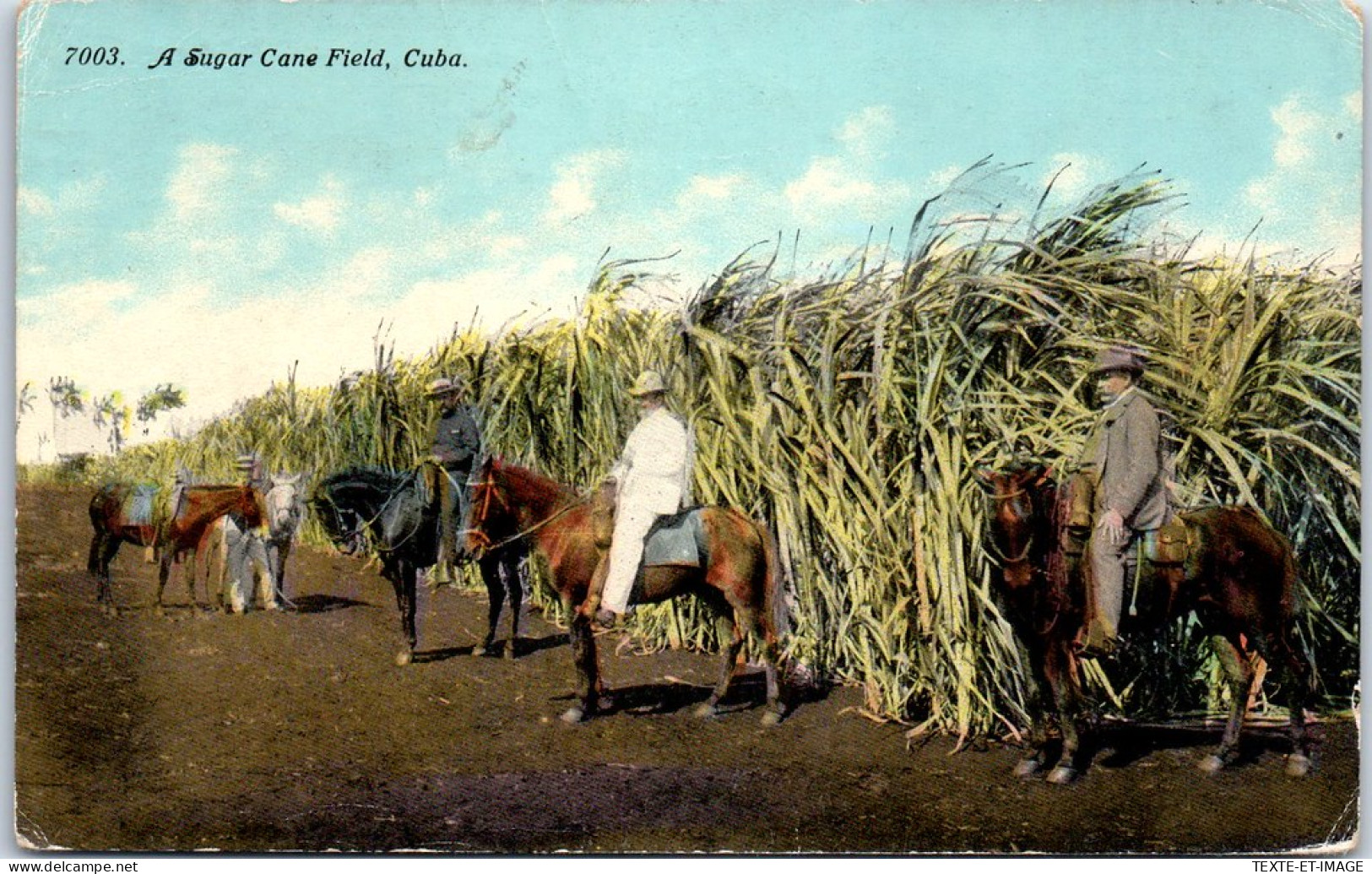 CUBA - A Sugar Cane Field  - Autres & Non Classés