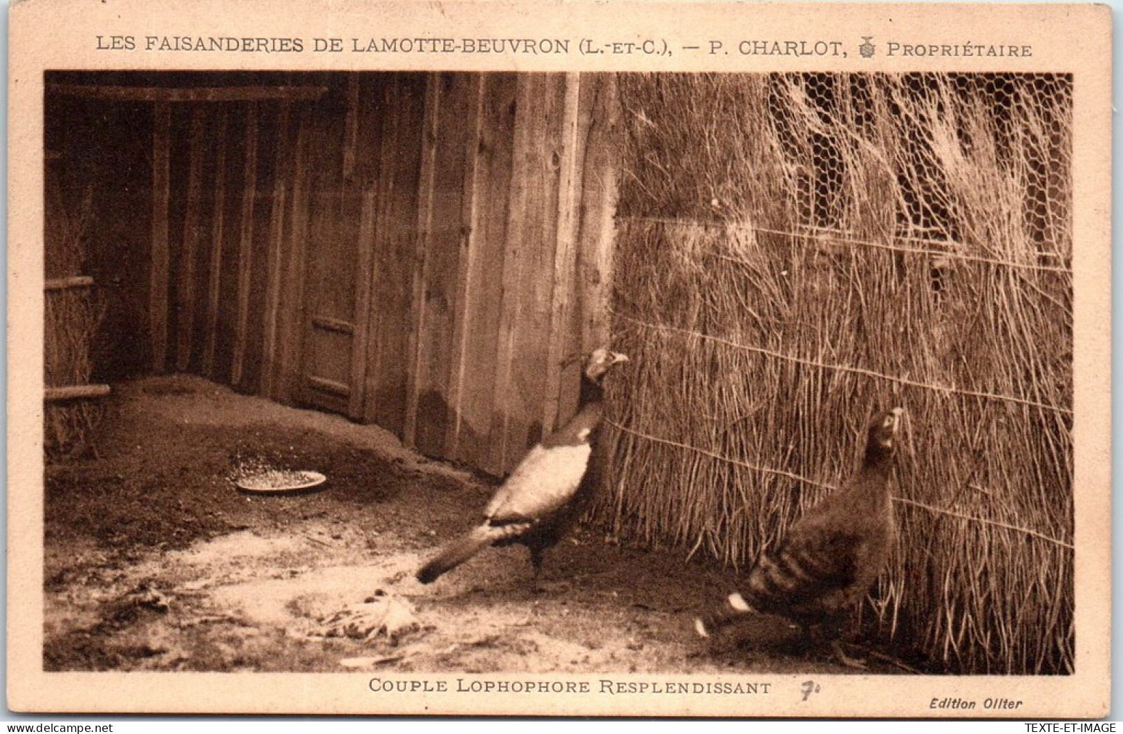 41 LAMOTTE BEUVRON - Couple Des Faisanderies CHARLOT. - Lamotte Beuvron