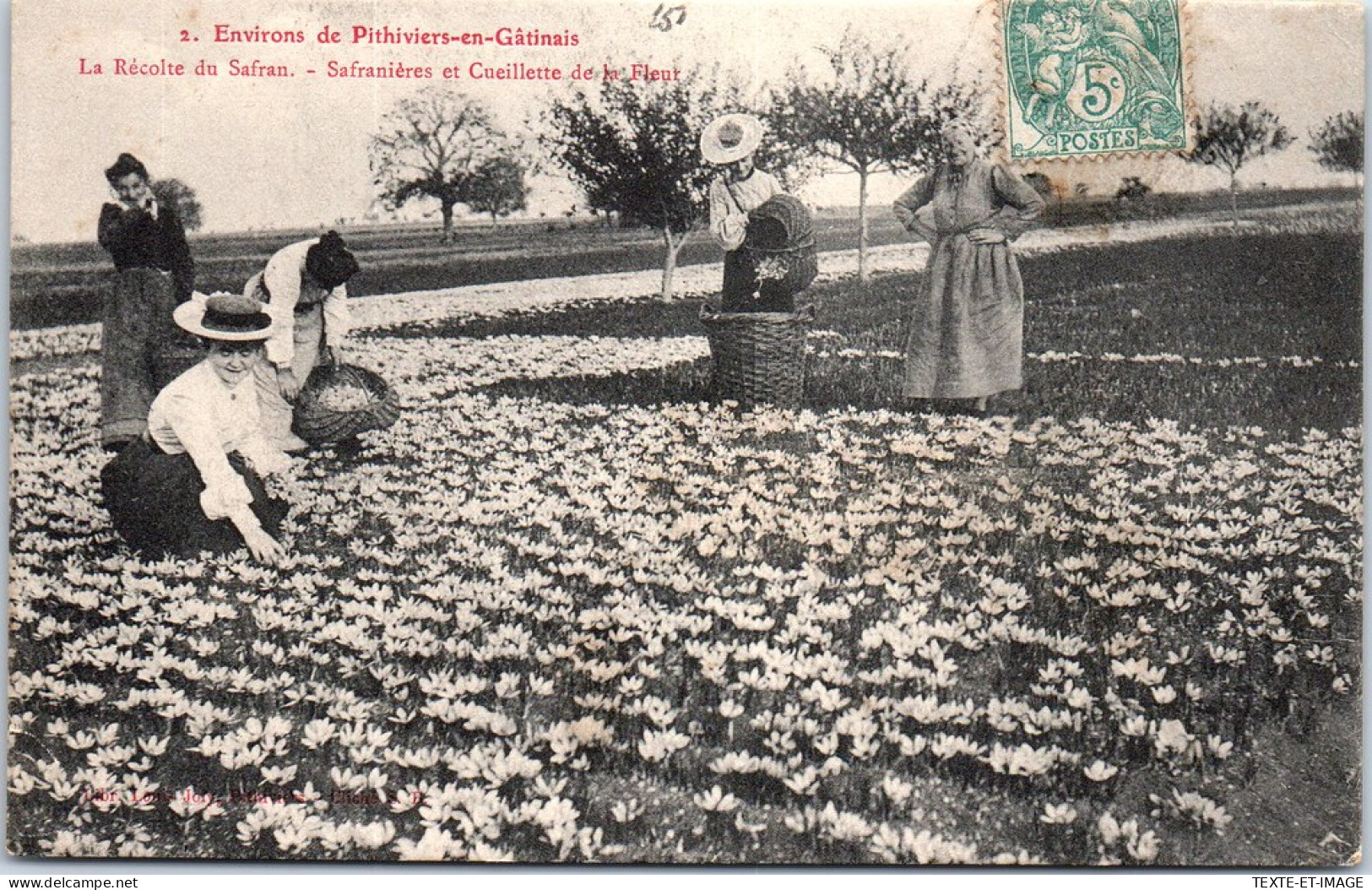 45 PITHIVIERS - Recolte Du Safran - Safranieres En Cueillette De Fleur. - Pithiviers