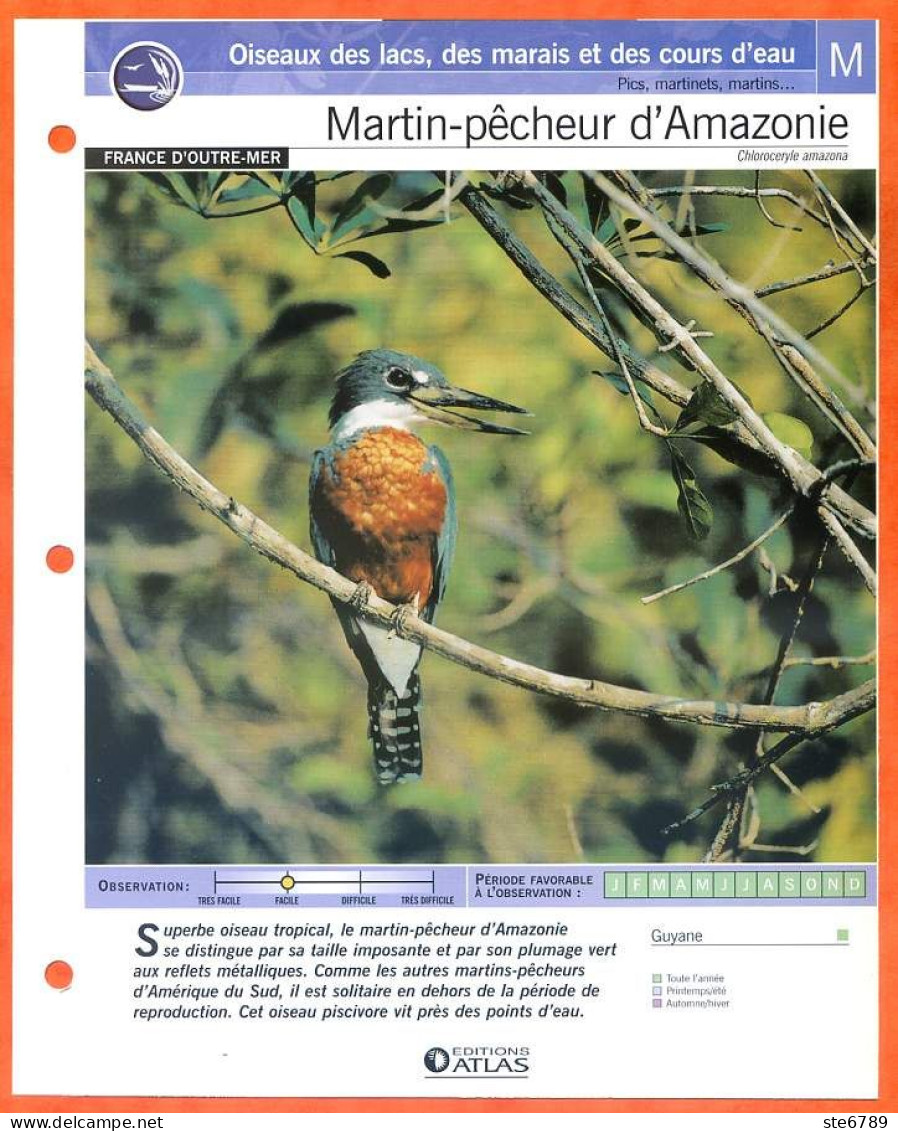 MARTIN PECHEUR D'AMAZONIE Oiseau Illustrée Documentée  Animaux Oiseaux Fiche Dépliante - Animaux