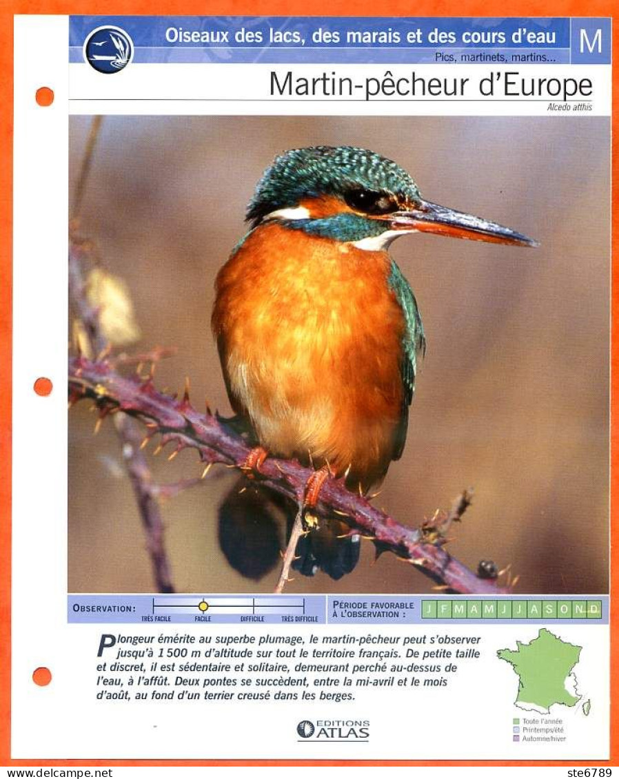MARTIN PECHEUR D'EUROPE Oiseau Illustrée Documentée  Animaux Oiseaux Fiche Dépliante - Animali
