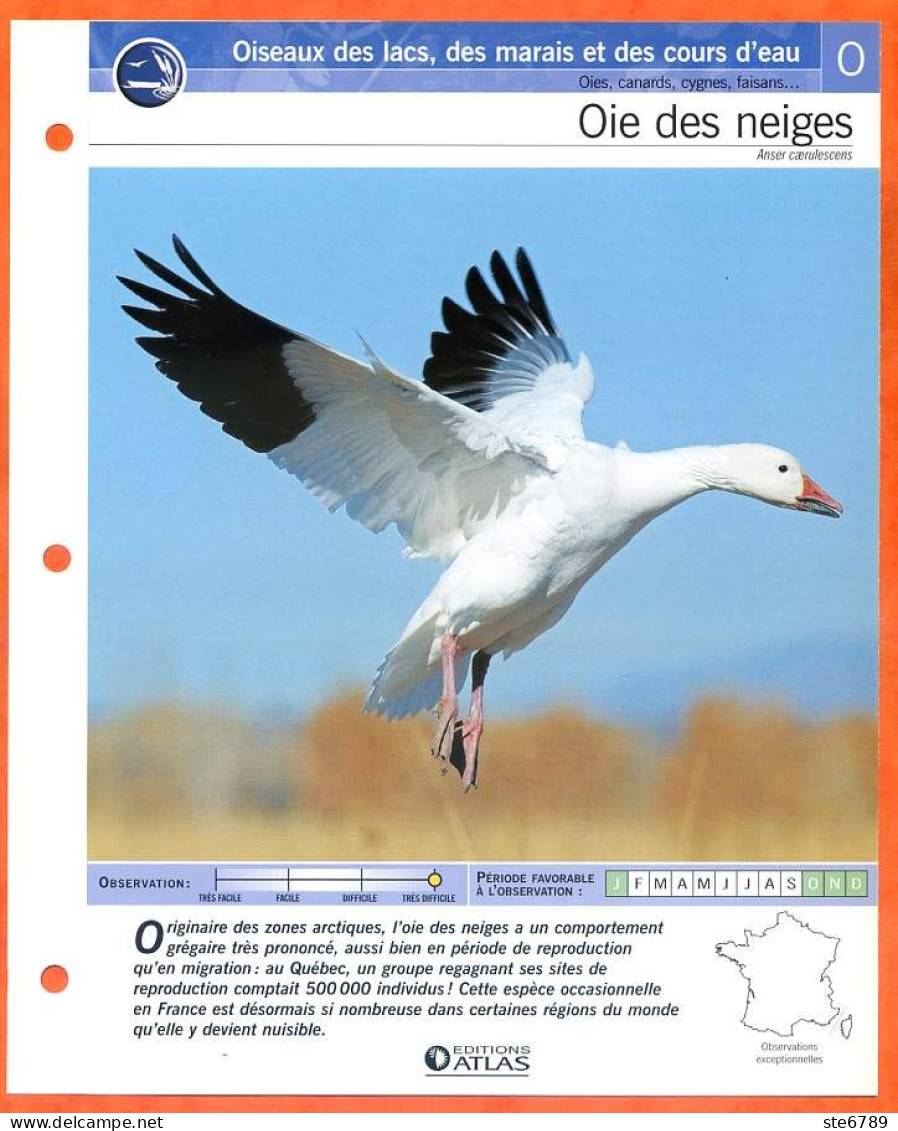 OIE DES NEIGES Oiseau Illustrée Documentée  Animaux Oiseaux Fiche Dépliante - Animaux