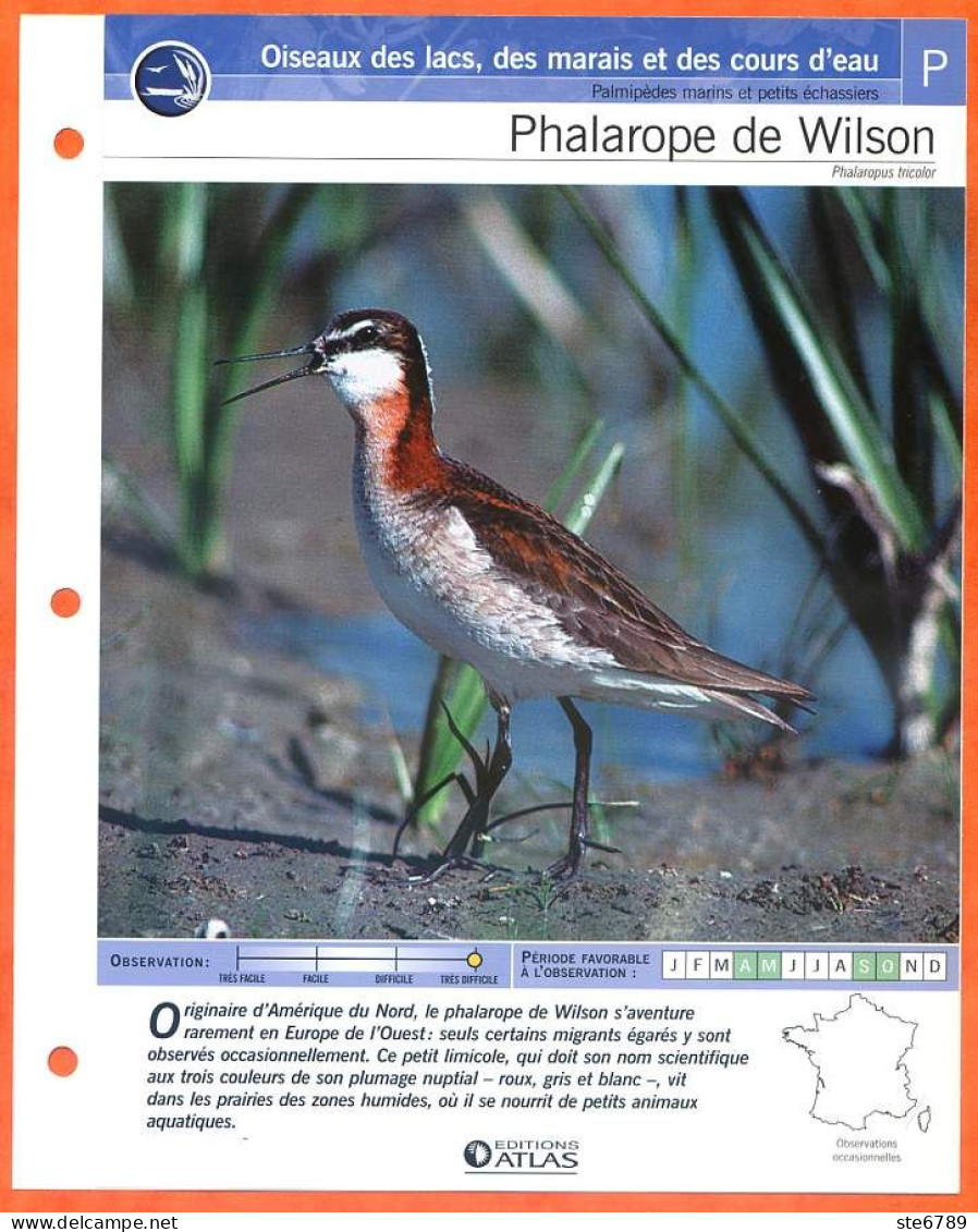 PHALAROPE DE WILSON Oiseau Illustrée Documentée  Animaux Oiseaux Fiche Dépliante - Dieren